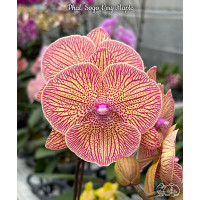 Орхiдея Phal. Sogo Very Maple big lip - купити, доставка Україна